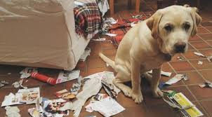 cachorro destruindo cartas